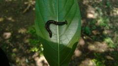 Diversibipalium indicum