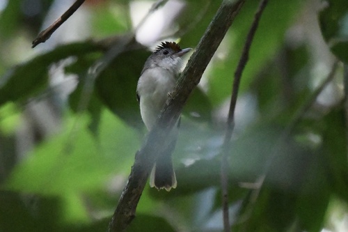 Scaly-crowned Babbler (Malacopteron cinereum), photo 7