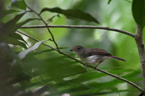 Scaly-crowned Babbler (Malacopteron cinereum), photo 4