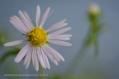 Symphyotrichum puniceum puniceum