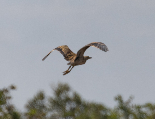 Pinnated Bittern (Botaurus pinnatus), photo 8