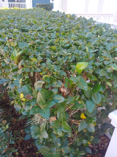 Foto de Ligustro