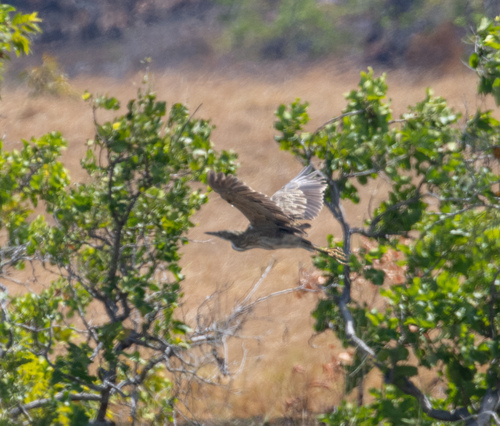 Pinnated Bittern (Botaurus pinnatus), photo 9