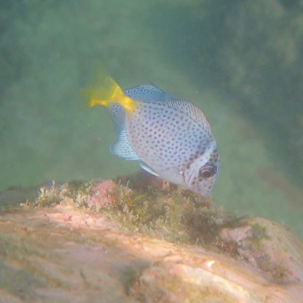 Razor Surgeonfish