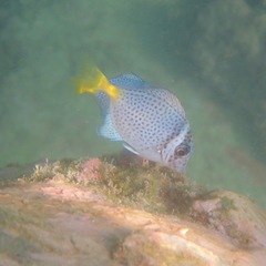 Razor Surgeonfish photo 1