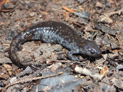 Mabee's Salamander photo 1