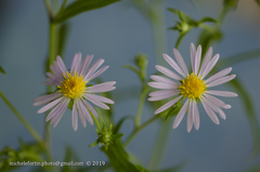 Symphyotrichum puniceum puniceum