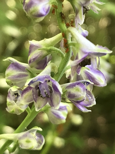 tall larkspur (Delphinium exaltatum)