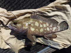 Epinephelus ongus
