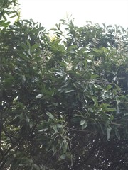 Buckinghamia celsissima