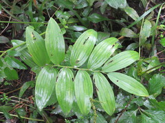 Polygonatum biflorum commutatum