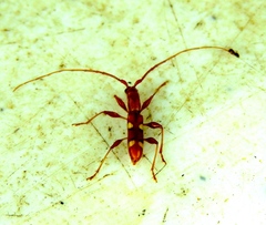 Neocompsa macroscina