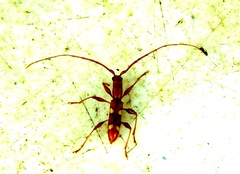 Neocompsa macroscina