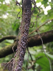 Neoprociphilus aceris