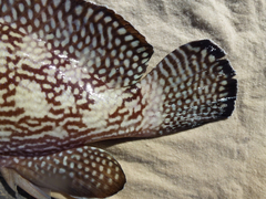 Epinephelus ongus