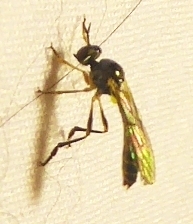 Dioctria
