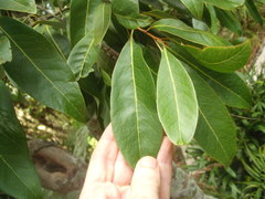 Buckinghamia celsissima