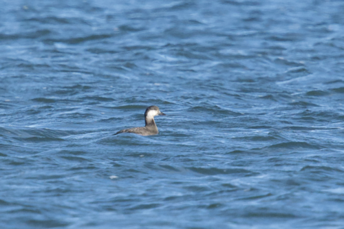 Black Scoter