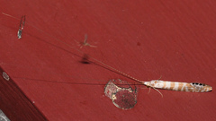 Nectopsyche exquisita