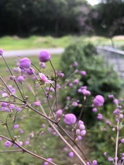 Thalictrum rochebruneanum
