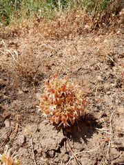 Aphyllon californicum feudgei