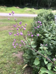 Thalictrum rochebruneanum