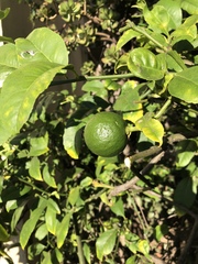 Citrus × latifolia