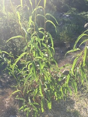 Helianthus californicus