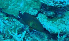 Cephalopholis urodeta