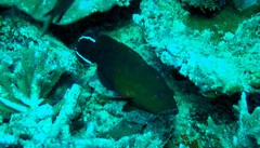 Cephalopholis urodeta