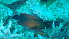 Cephalopholis urodeta