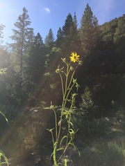 Helianthus californicus