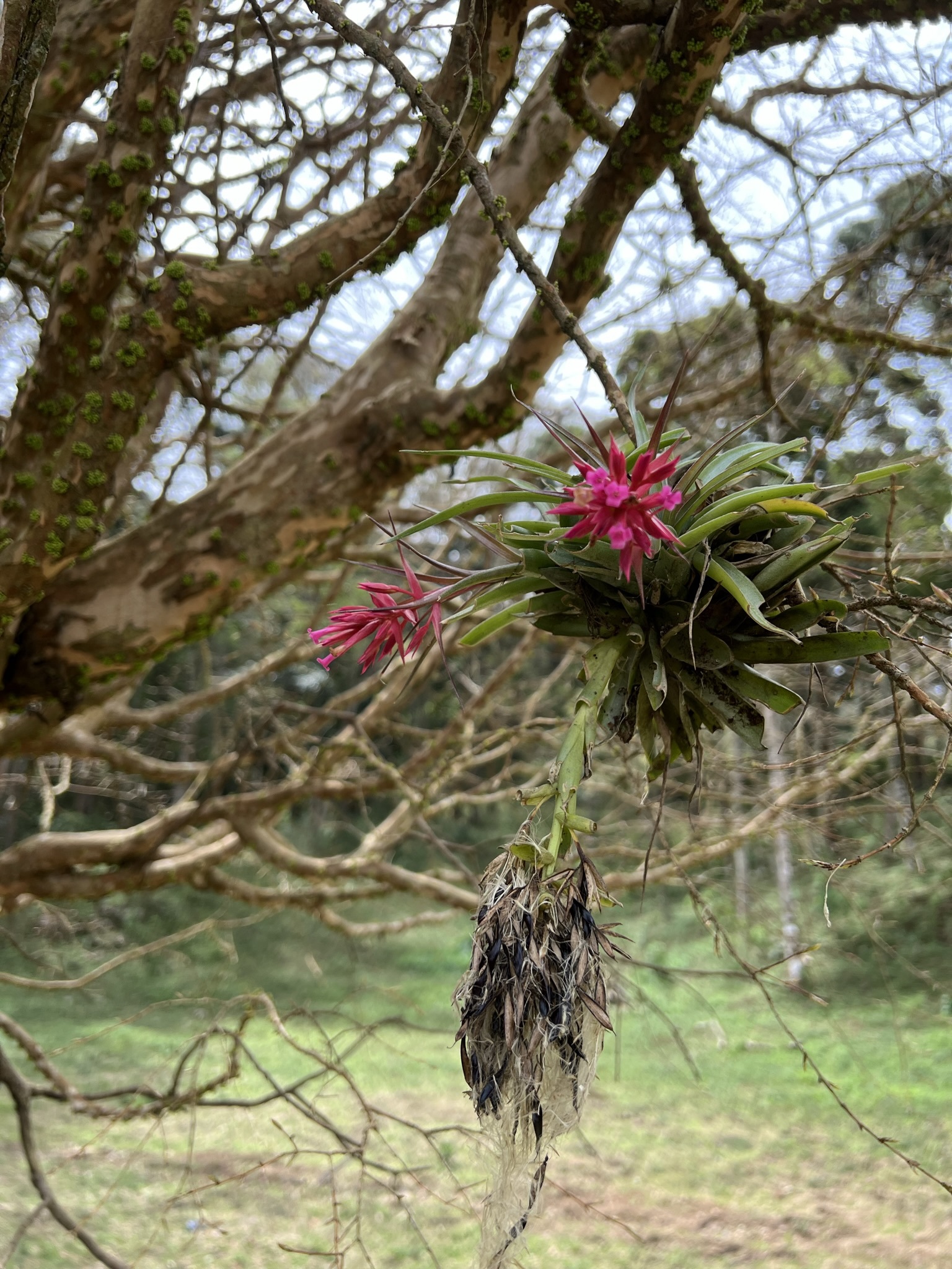 Tillandsia geminiflora