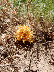 Aphyllon californicum feudgei