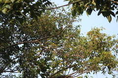 Anthreptes malacensis