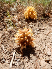 Aphyllon californicum feudgei