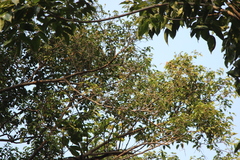 Anthreptes malacensis