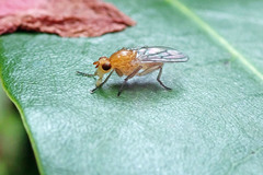 Dryomyza