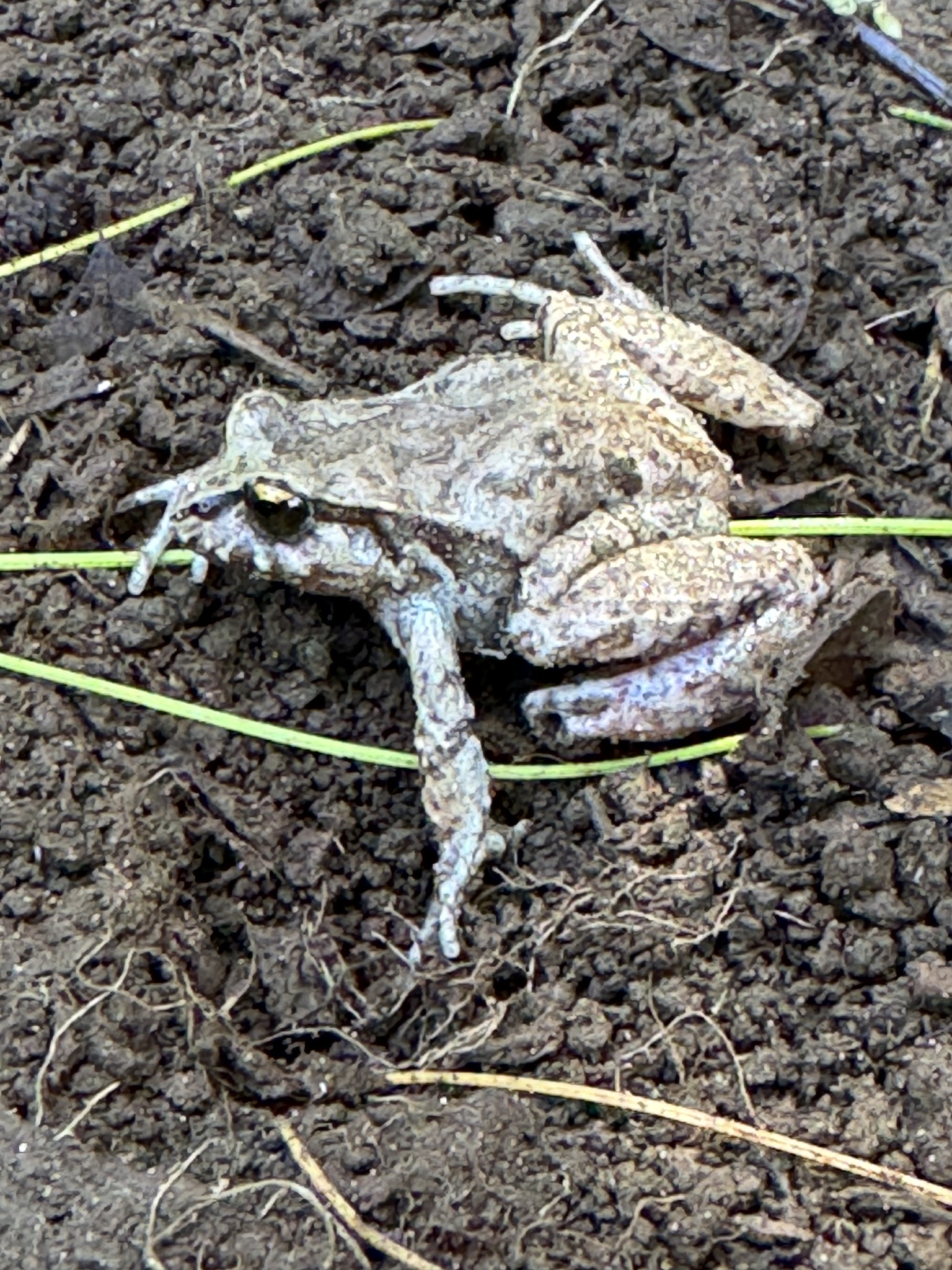 Eupsophus calcaratus (Günther, 1881)