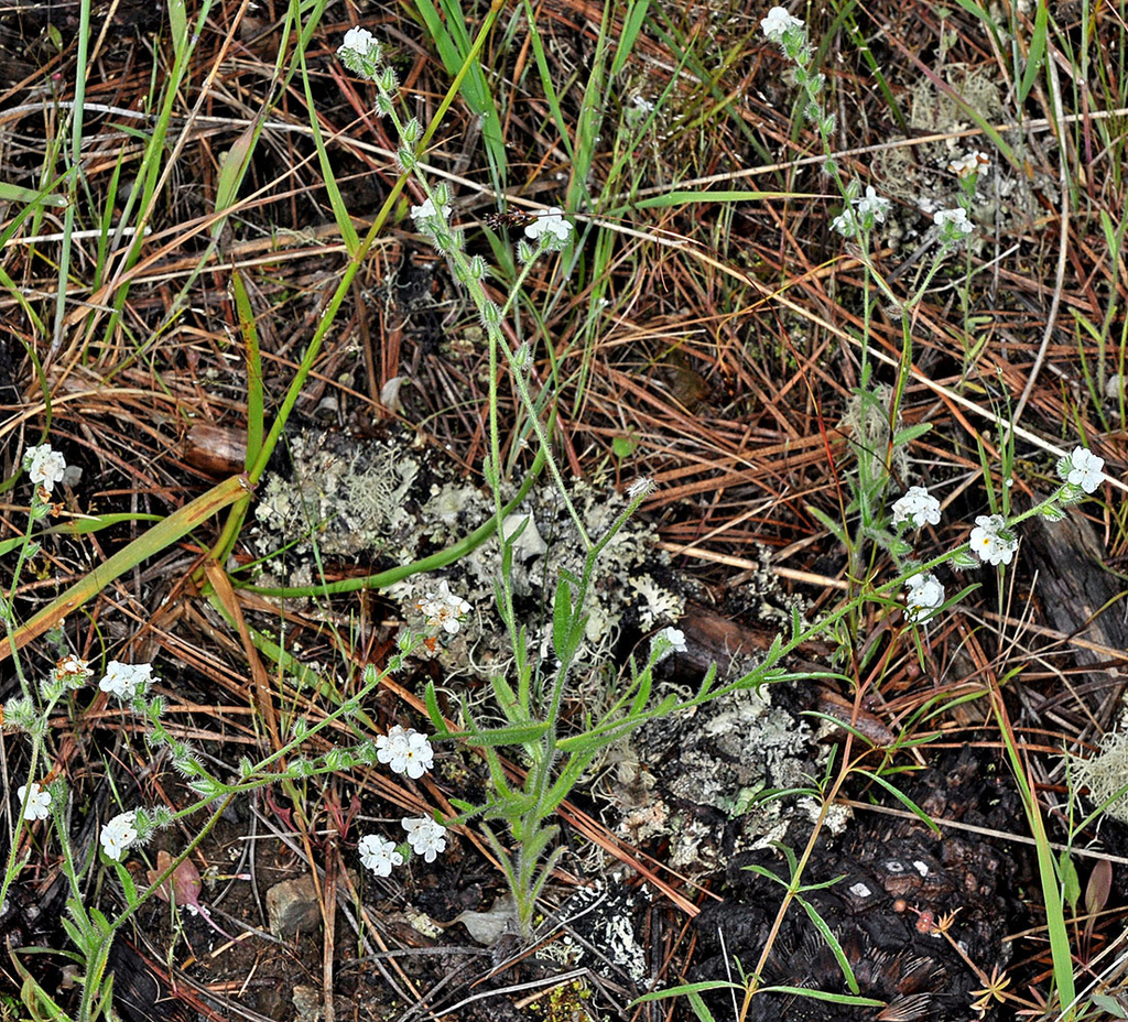 henderson's cryptantha