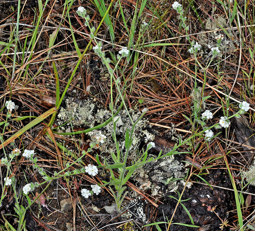 henderson's cryptantha (Cryptantha hendersonii)