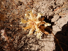 Aphyllon californicum feudgei