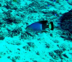 Pseudanthias pictilis