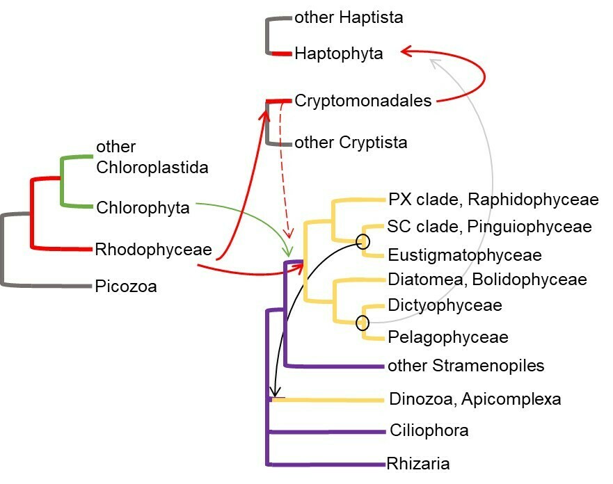Pinguiophyceae