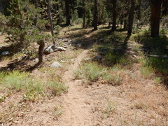 Aphyllon californicum feudgei