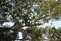 Anthreptes malacensis