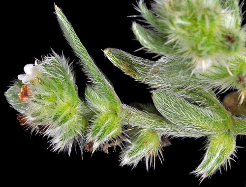 coastal cryptantha (Cryptantha leiocarpa)