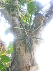 Trichocentrum brachyphyllum