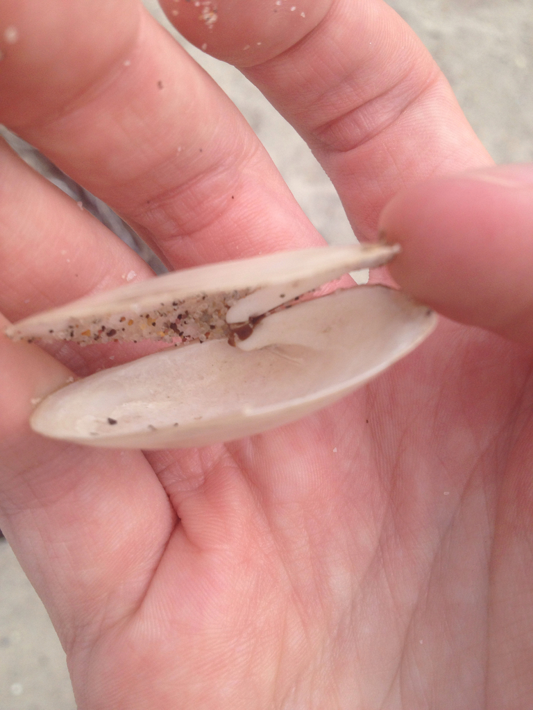 Lea's Spoon Clam
