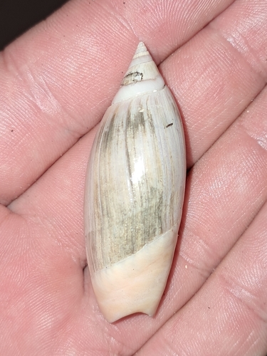 Agaronia hiatula